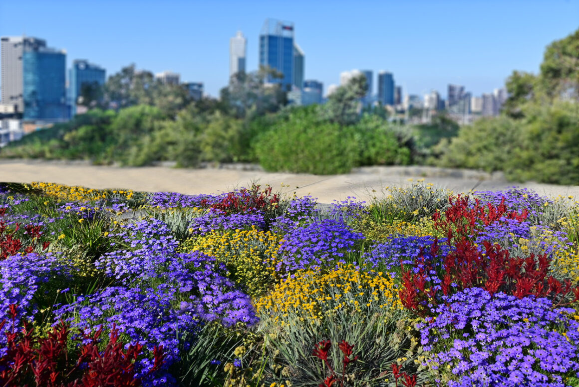 A colourful spring bouquet of fresh flowers with the vibrant cityscape of Perth in the background, symbolizing the bloom of the season from The Flower Boutique.