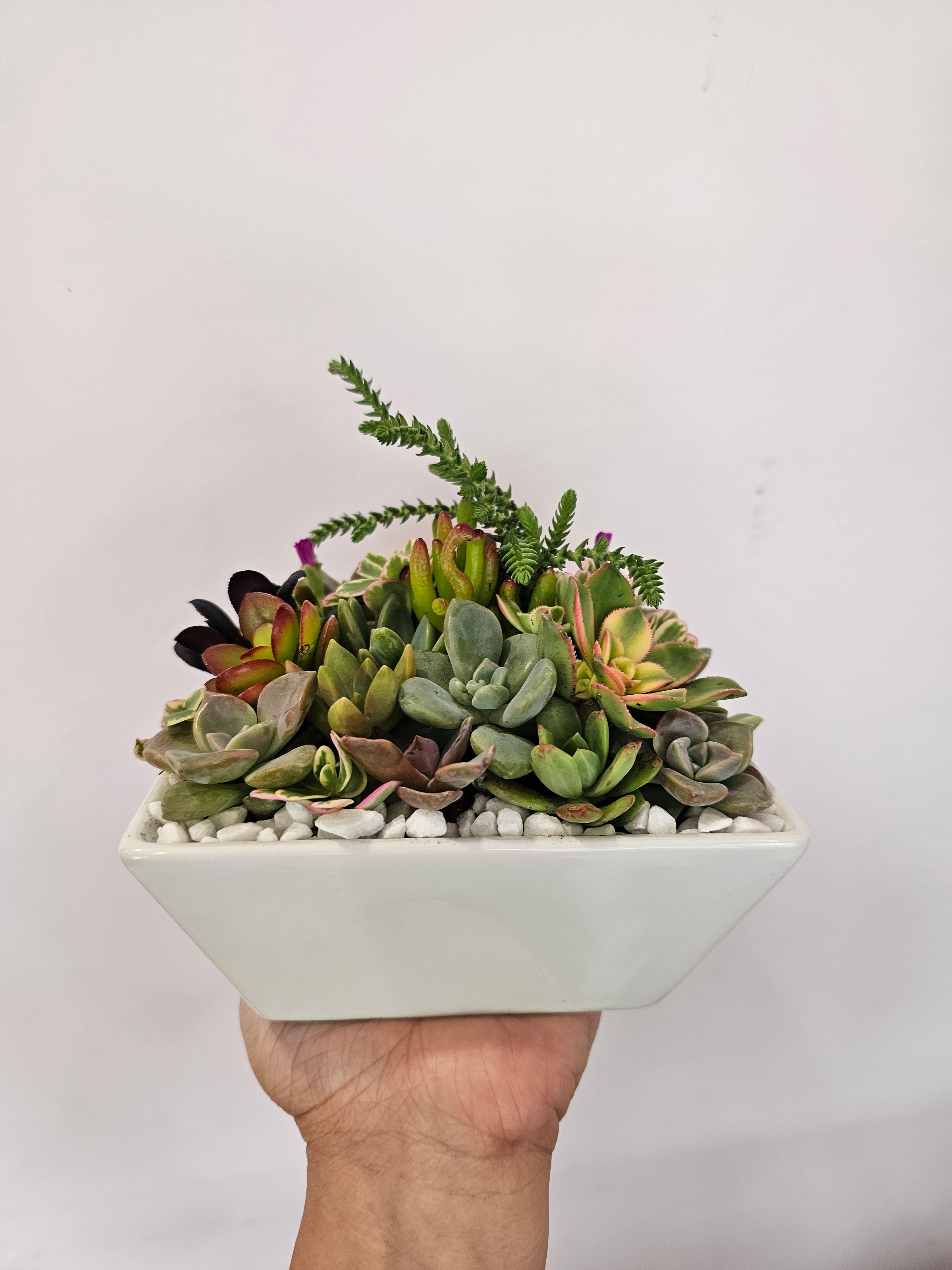 Indoor succulent garden pot featuring Echeveria, Haworthia, and Sedum, low-maintenance greenery for home decor, available in Perth.