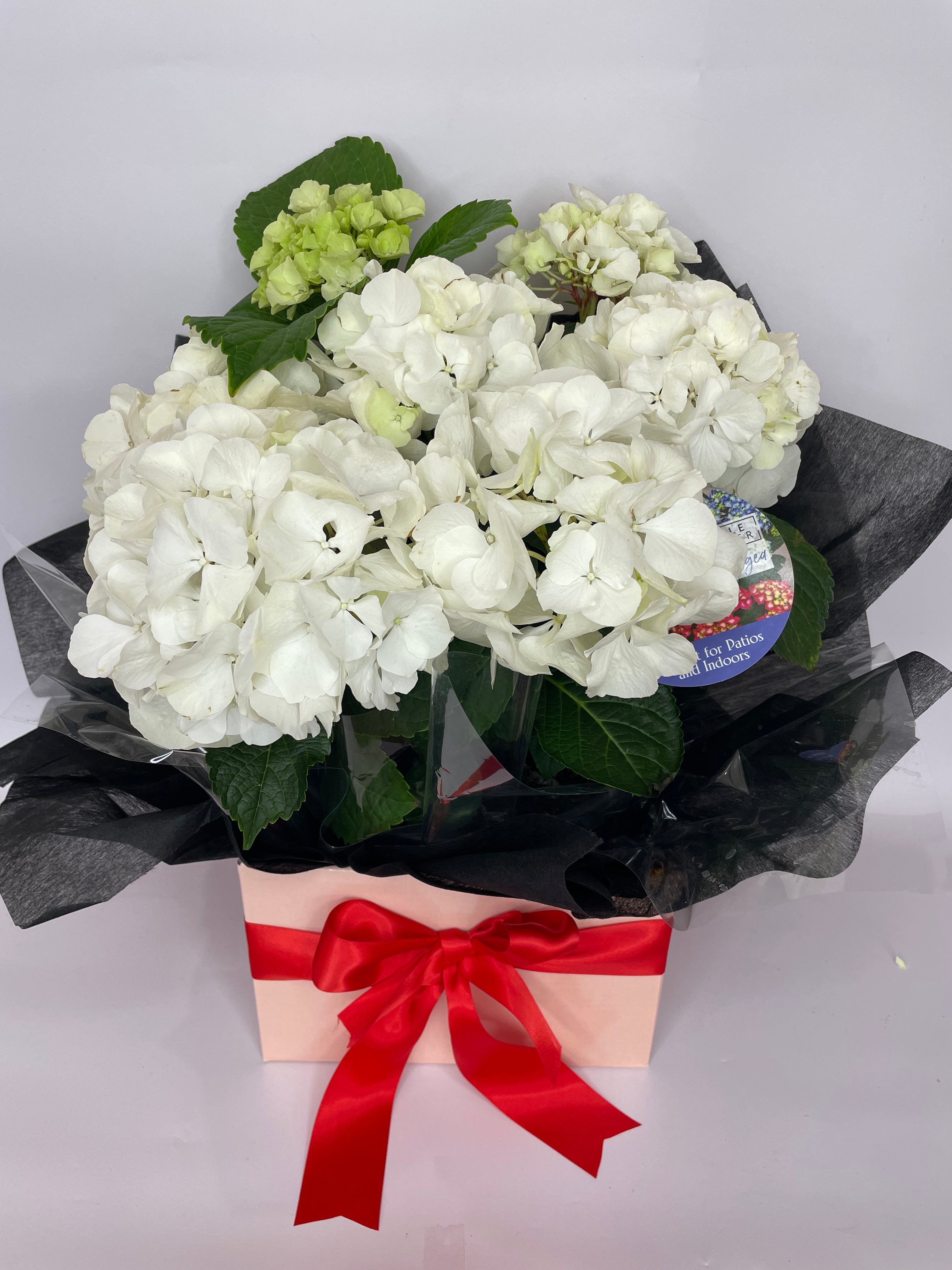 Gifts - Perth Flower Delivery - Potted Plants