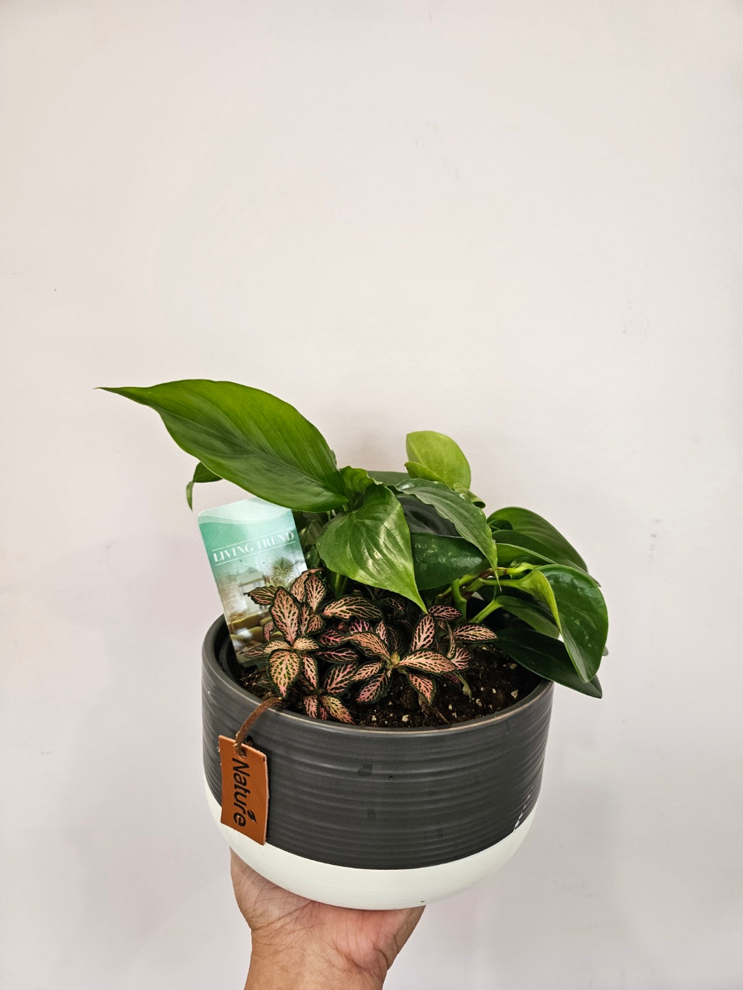 Indoor mini garden pot with Polka Dot Plant, Devil’s Ivy, and Peace Lily, easy-care plants for home decor, available in Perth.