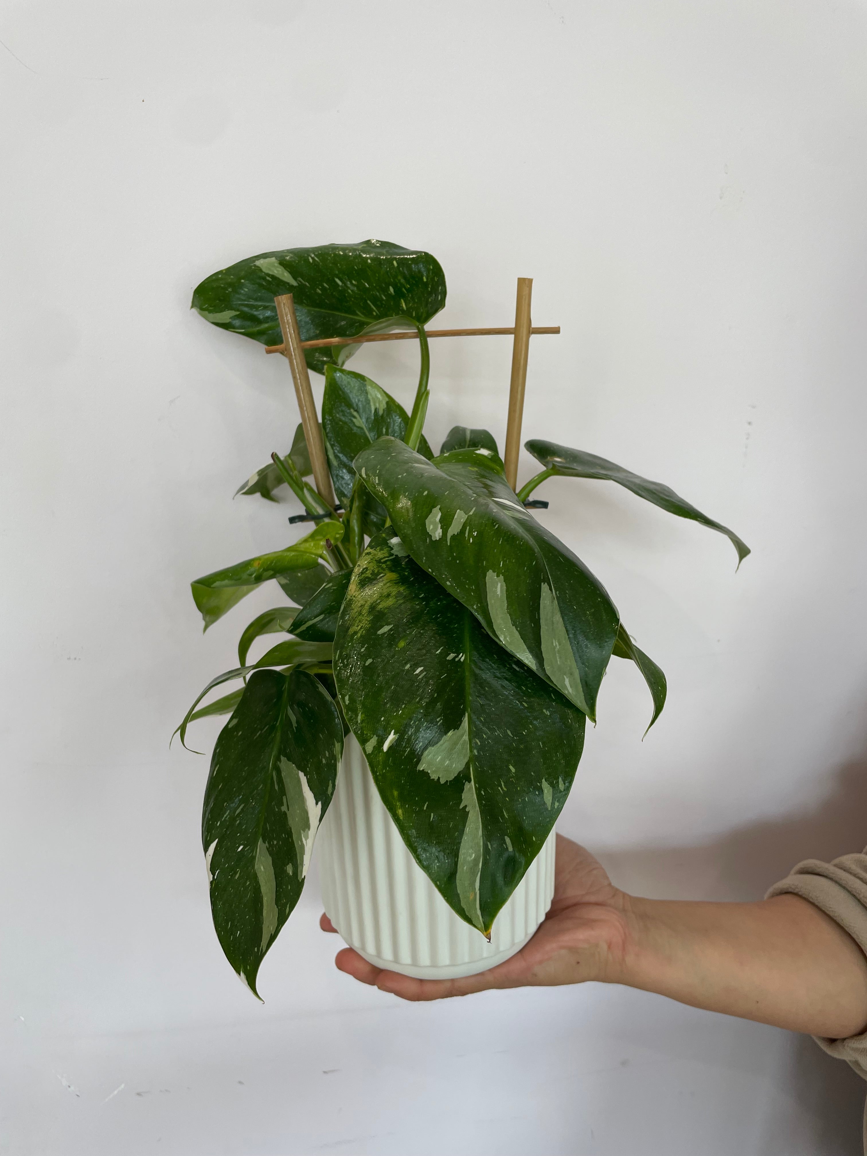 Philodendron climbing plant with heart-shaped leaves, elegant indoor greenery for home decor, available in Perth.