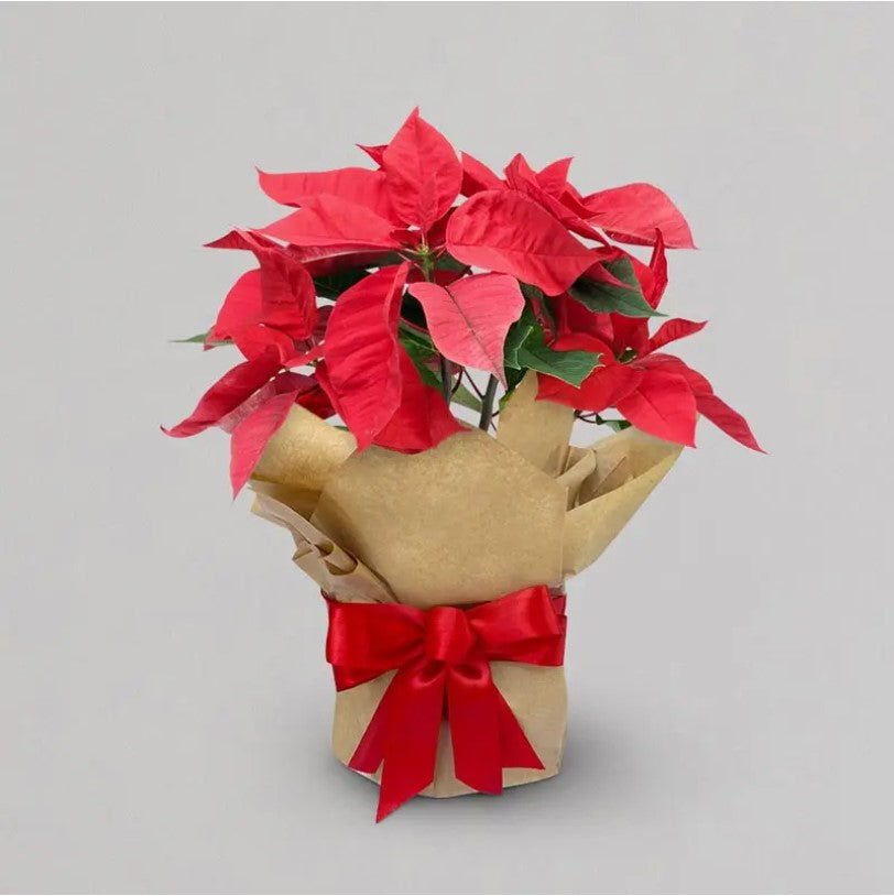 Poinsettia plant in festive red wrapping and ribbon — Christmas gift plant Perth